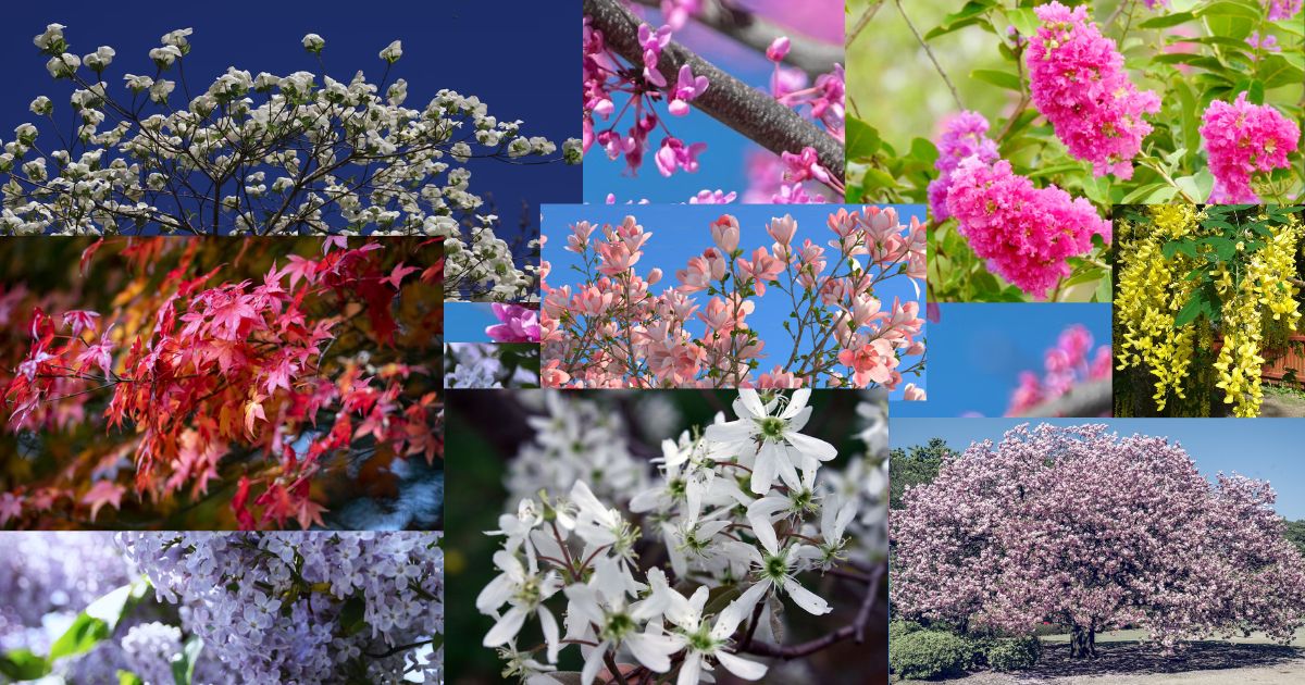 Best Flowering Small Trees