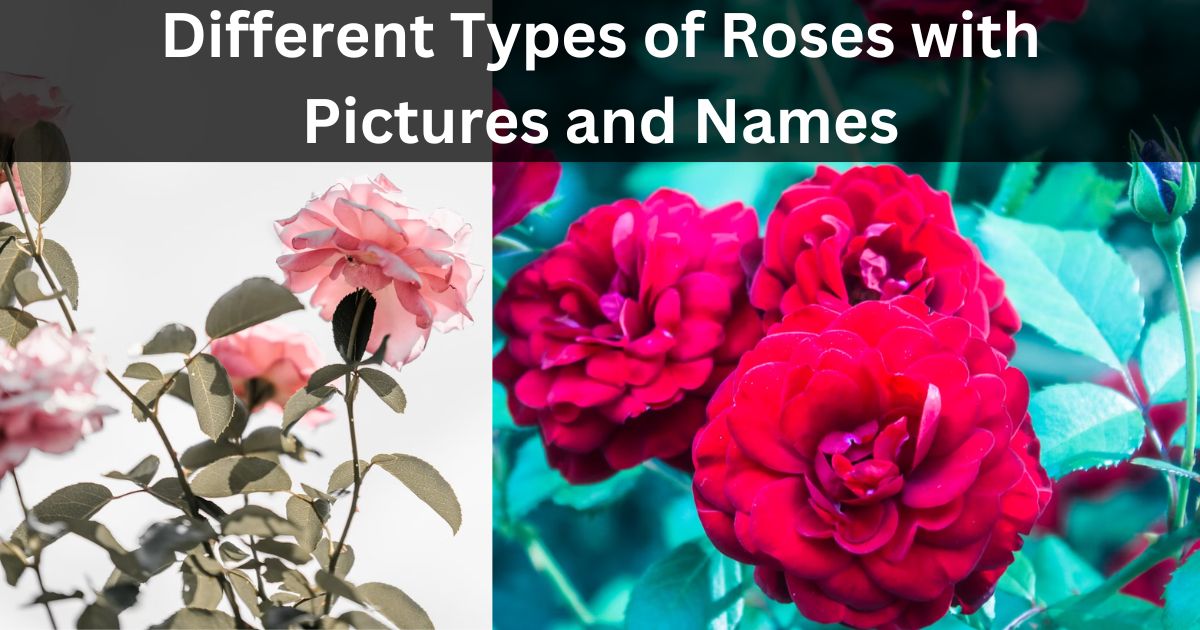 different types of roses with pictures and names