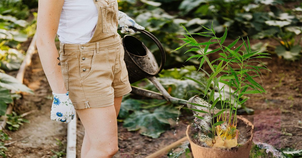 Ginger Cultivation in Your Home Garden