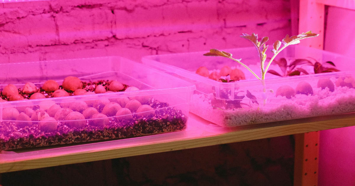 Top Tips for Using a Grow Light for Seeds Successfully