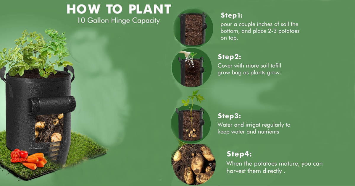 My Journey Growing Potatoes in a Grow Bag