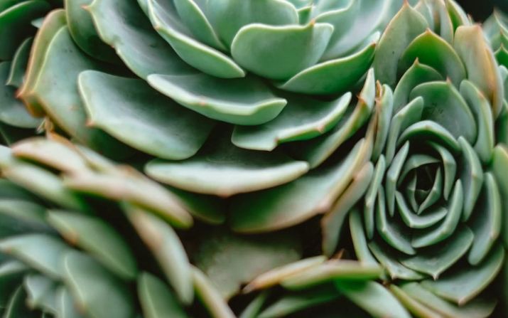 healthy green echeveria succulent rosette recovered thriving in sunlight