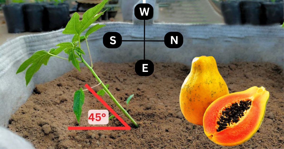 A Comprehensive Guide to Planting Papaya Trees at Home
