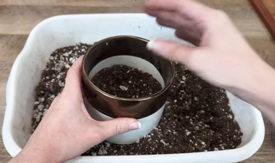 repotting overwatered succulent into fresh well-draining cactus soil