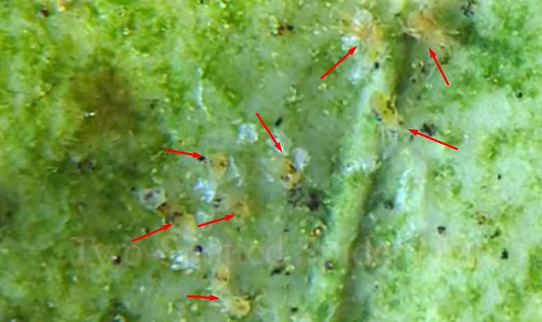 Close-up of a spider mite on a leaf