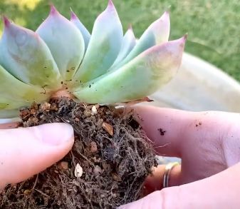 succulent root rot brown mushy roots inspection before repotting