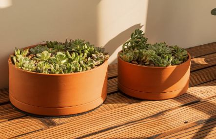 terra cotta pots with drainage holes ideal for succulents